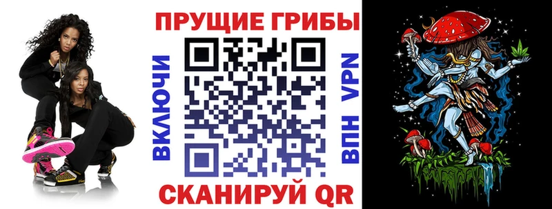 закладка  Сокол  Галлюциногенные грибы Cubensis 